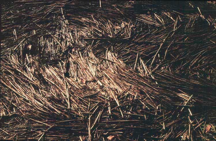 Vortice