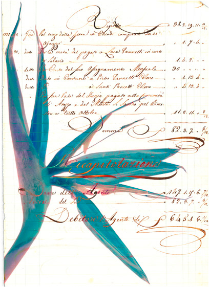 Studio-Strelitzia-1