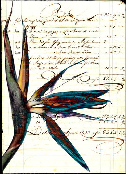 Studio-Strelitzia-2