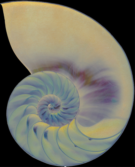 Nautilus traslucido